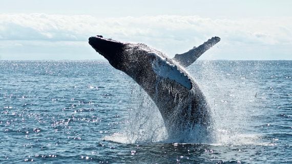 Bitcoin Whale Sent $330M in BTC to Bitfinex Before Price Dropped Below $30K: Blockchain Data
