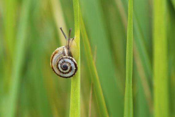 The growth of DeFi is set to slow, Morgan Stanley says. (Tommaso Banzato/Shutterstock)