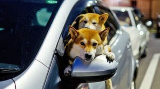 Portrait Of Shiba Inu Dogs Traveling In Car (Getty Images)