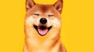 Shiba Inu dog (Getty Images)