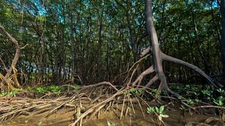 Mangroves can store four times as much carbon as other ainforests, according to the WWF. (Jonathan Wilkins/Wikimedia Commons)