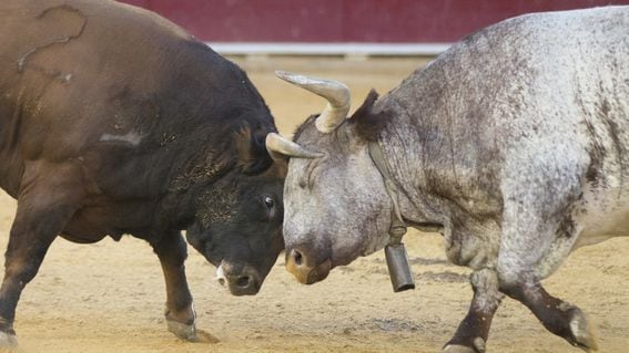 Bulls fighting. (Bykofoto/Shutterstock)