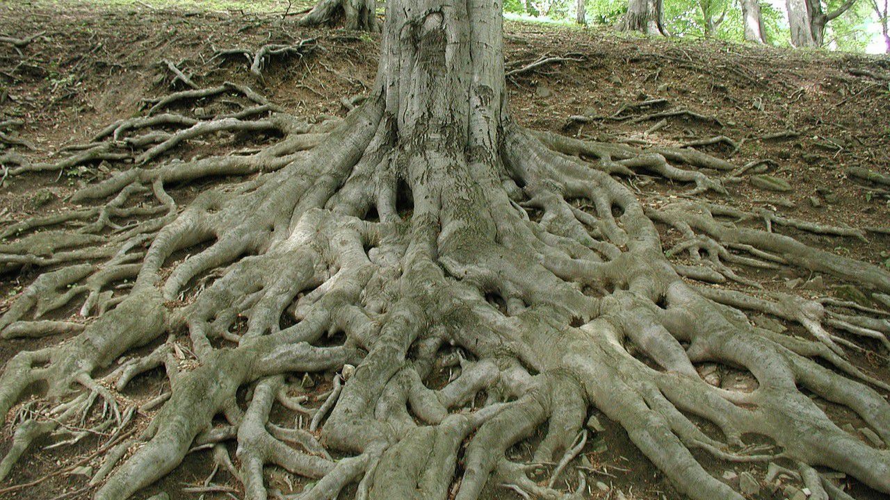 16:9 Roots (PDPhotos/Pixabay)