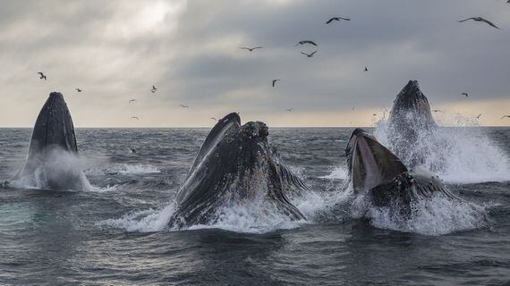 Whales feeding. (Shutterstock)