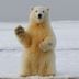 (16:9 CROP) A bear waving. (Hans-Jurgen Mager/Unsplash)