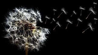 Dandelion flower plant blowing wind breeze (Bellazza87/Pixabay)