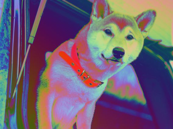 A Shiba inu, the dog breed that inspired both DOGE and SHIB, is getting a ride in cryptocurrency markets. (Unsplash, modified by CoinDesk)