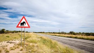 elephant, road