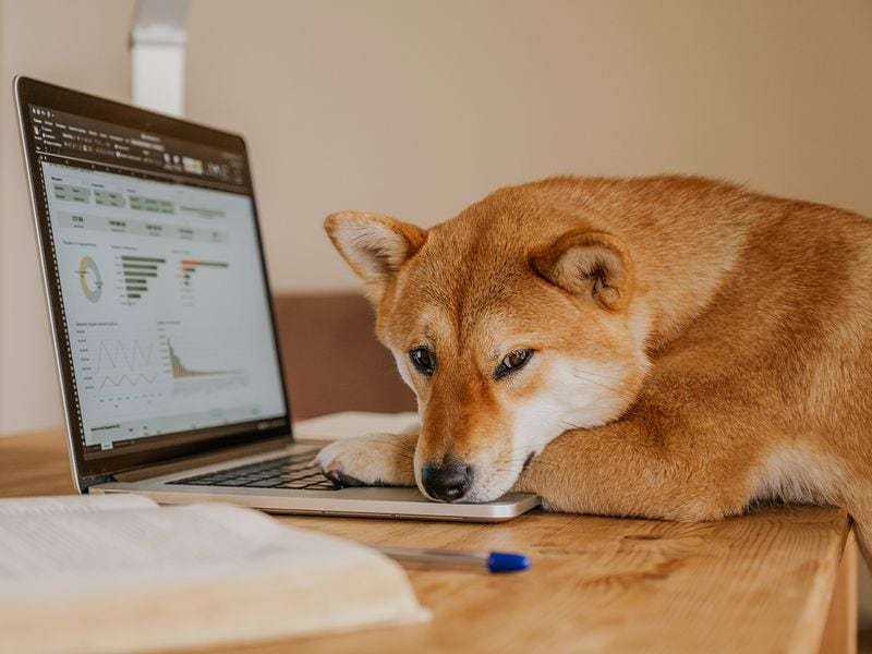 Dogecoin’s Daily Transaction Reached Lifetime Highs After ‘DRC-20’ Tokens Introduced