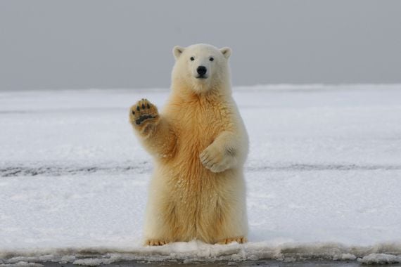 Bear waving goodbye (Hans-Jurgen Mager/Unsplash)
