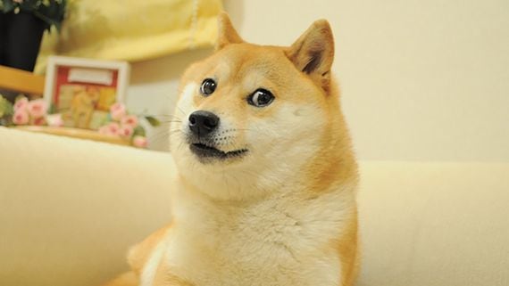 The shiba inu dog behind the DOGE meme. (Atsuko Sato)