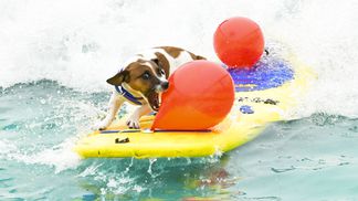 Macho the dog demonstrates surfing-while-popping-balloon skills. (Rodin Eckenroth/Getty Images)