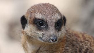 meerkat-4688990_1920