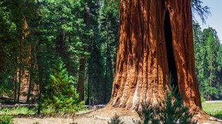 Sequoia tree at Sequoia National Park, California, USA (Getty Images)