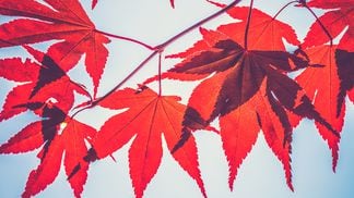 Maple Finance is plotting a comeback with a new initiative. (Unsplash)